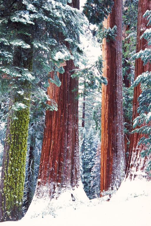 Montecito Sequoia Lodge Wilsonia Exterior foto